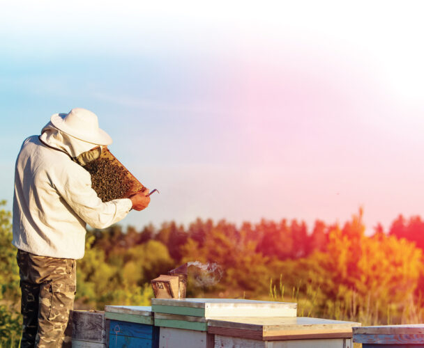 Varroa Mite Treatment for Bees